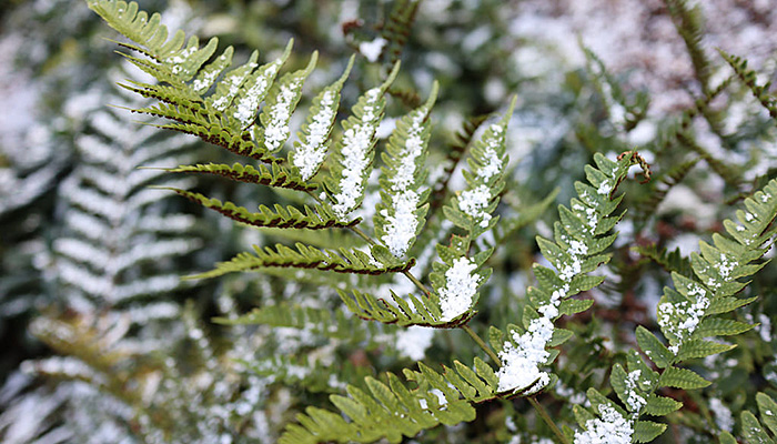 20180414 Fern
