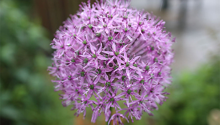20180609 Flower