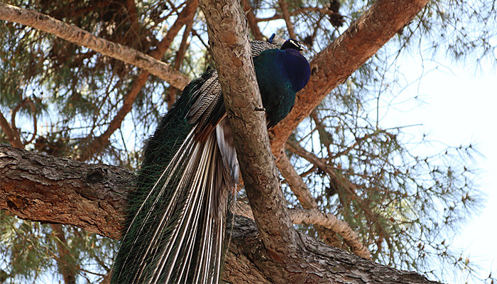 20180617 Peacock