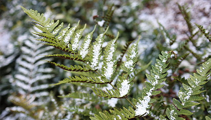 20180708 Fern